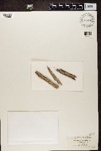 Lecanora symmicta image