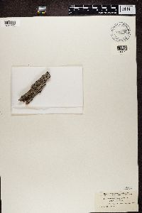 Alyxoria varia image