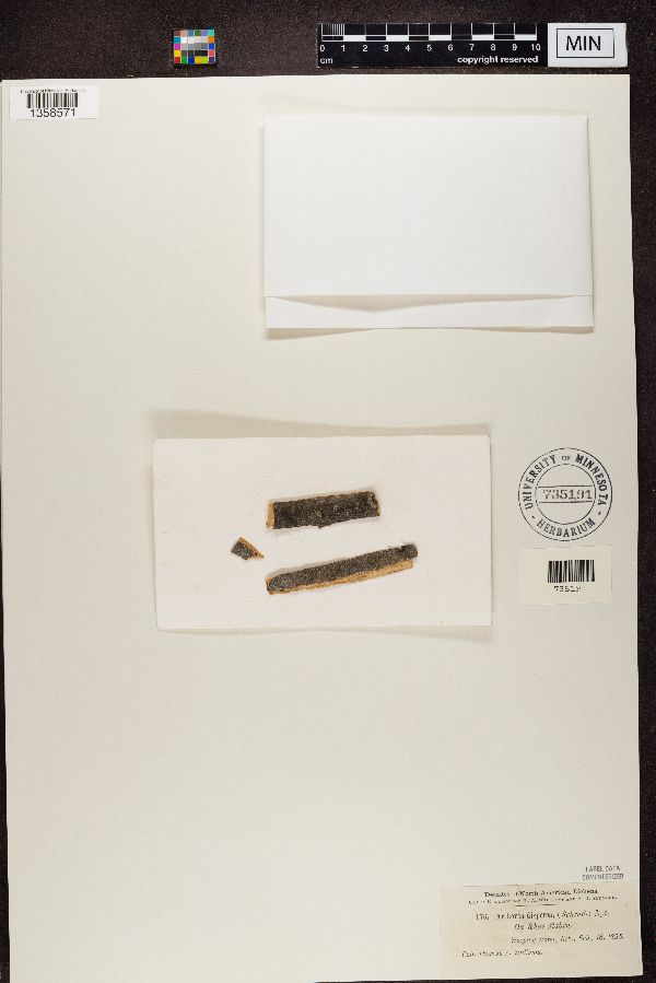 Arthonia dispersa image