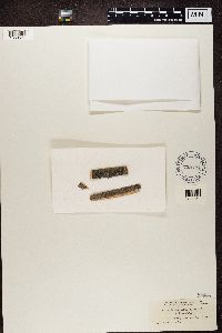 Media resource of Arthonia dispersa