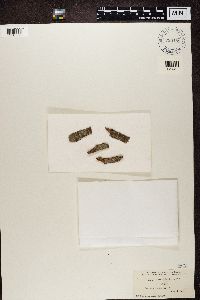 Arthonia lecideella image