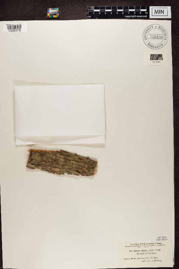 Lecidea varians image
