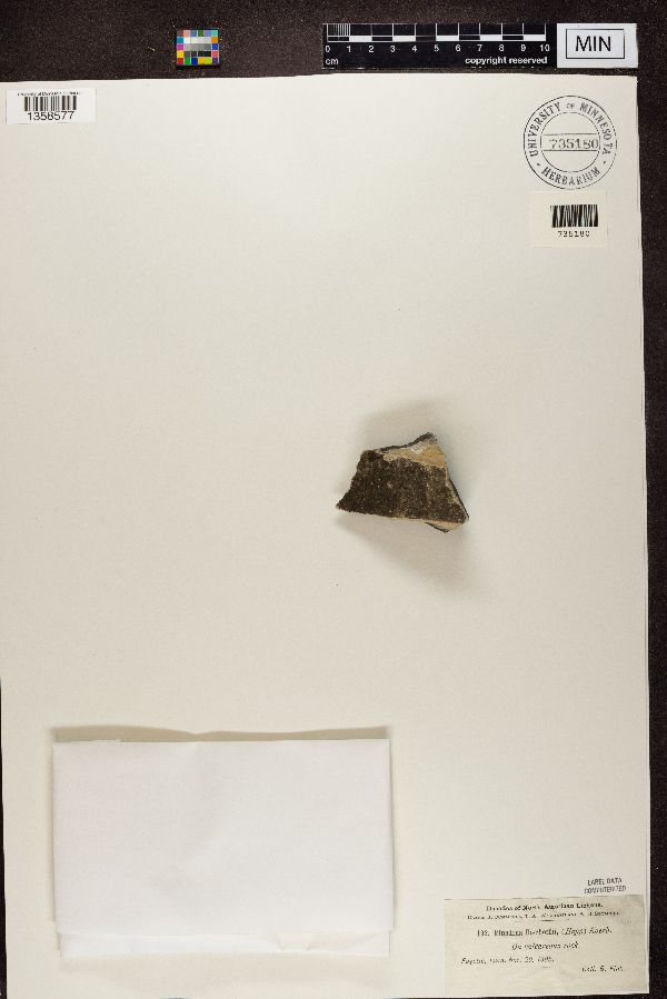 Rinodina bischoffii image