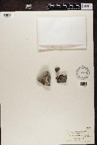 Lecanora calcarea image