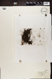 Psora decipiens image