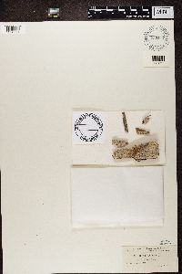 Mycocalicium subtile image