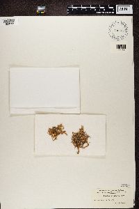 Ramalina farinacea image