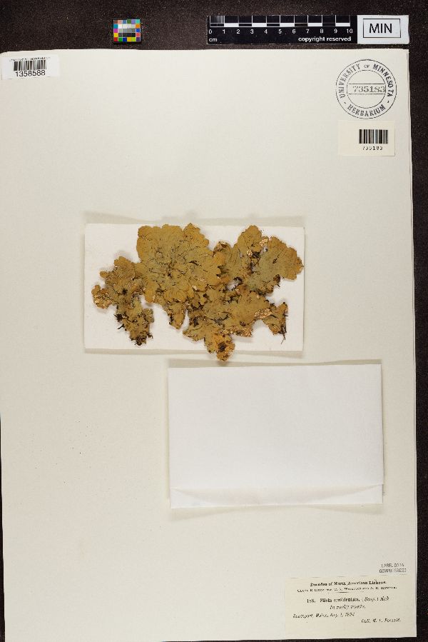 Lobaria scrobiculata image