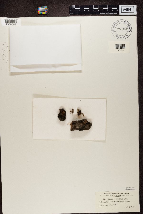 Collema pycnocarpum image