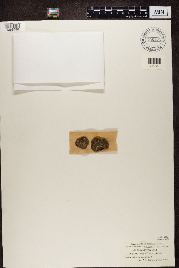 Psora icterica image