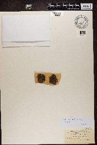 Catapyrenium rufescens image