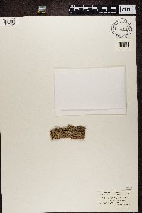 Bacidia rubella image