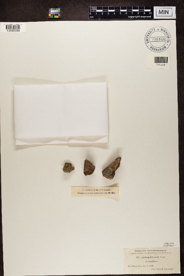 Acolium bolanderi image