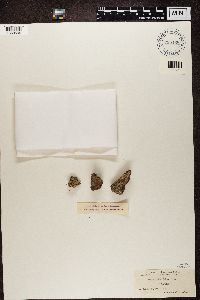 Image of Acolium bolanderi