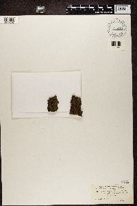 Acarospora fuscata image