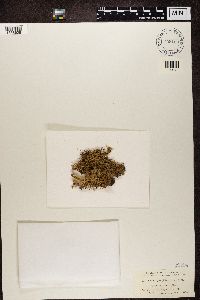 Bilimbia sabuletorum image