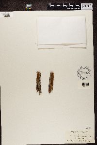 Bacidia rubella image