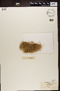 Usnea trichodea image