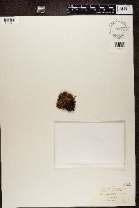 Cetraria aculeata image