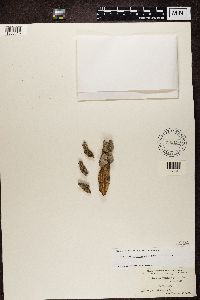Candelaria concolor image