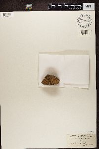 Media resource of Ionaspis lacustris