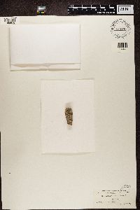 Sclerophora pallida image