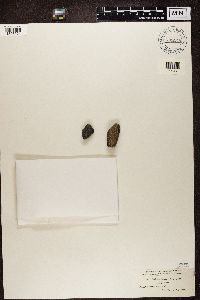 Thumbnail image of current specimen