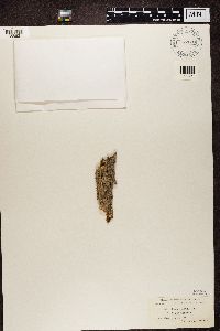 Lecania naegelii image