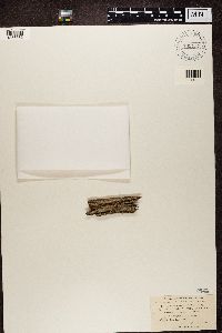 Biatora globulosa image