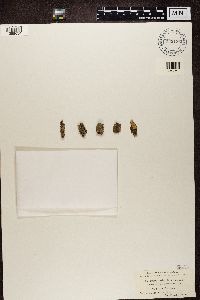 Bacidia rubella image