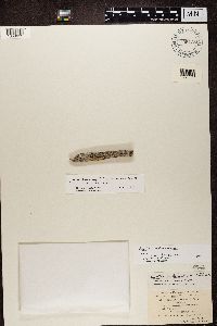 Buellia parasema image