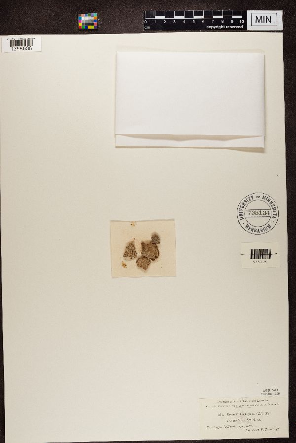 Diploschistes scruposus image