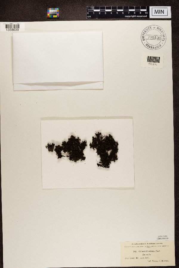 Collema ryssoleum image