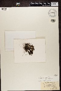 Rinodina turfacea image