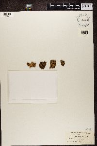 Tuckermanopsis ciliaris image