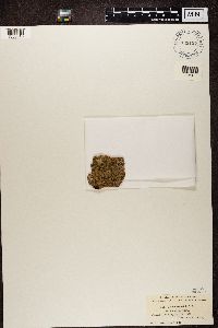 Biatora schweinitzii image