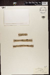 Arthonia quintaria image