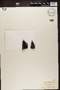 Media resource of Lecidea atrobrunnea