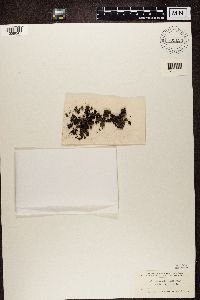 Fuscopannaria leucosticta image