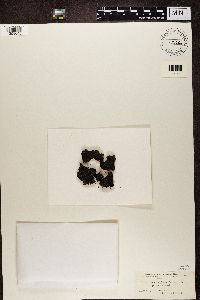 Placynthiella uliginosa image