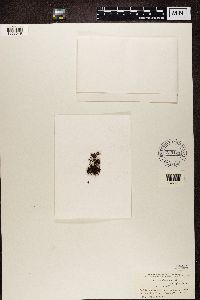 Cetraria aculeata image