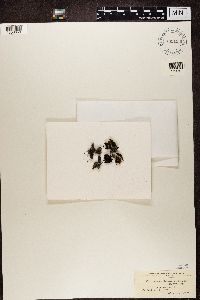 Coccocarpia palmicola image