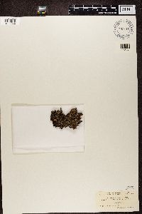 Platismatia glauca image