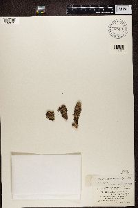 Imshaugia aleurites image