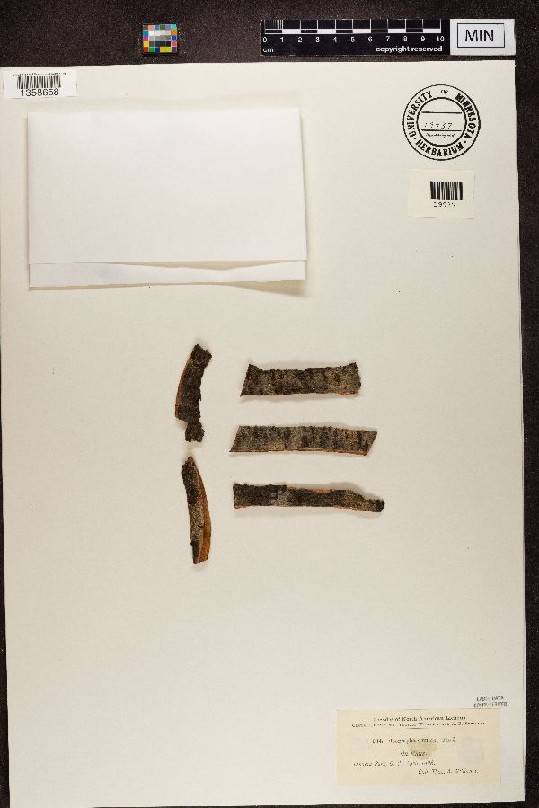 Opegrapha demissa image