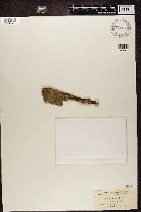 Phaeographis dendritica image