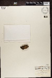 Image of Endocarpon arboreum