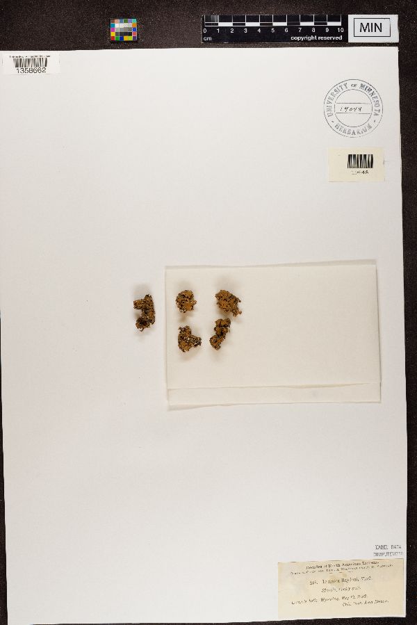 Lecanora haydenii image