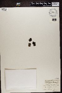 Umbilicaria hyperborea image