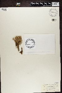 Stereocaulon tomentosum image